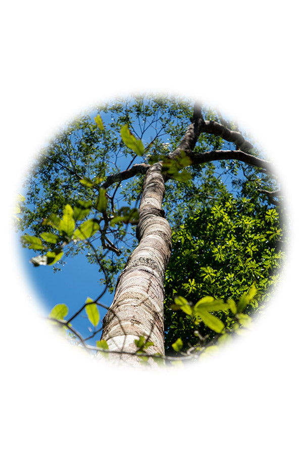dōTERRA Copaiba