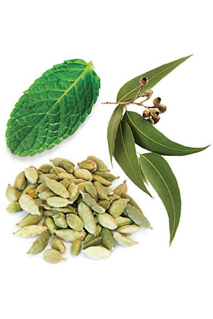 dōTERRA Easy Air Respiratory Blend Plant