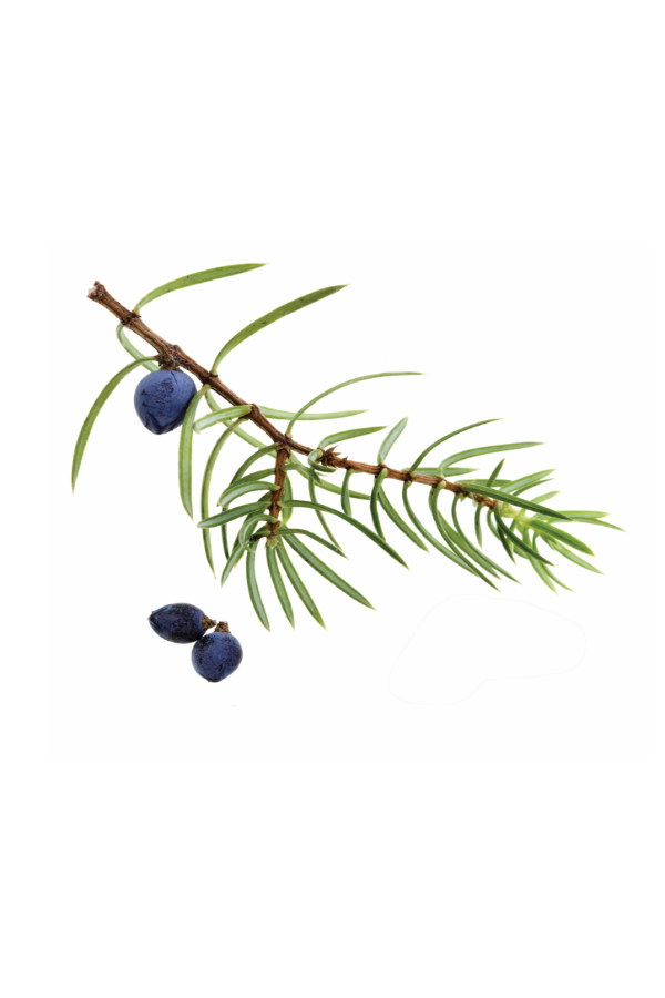 dōTERRA Juniper Berry