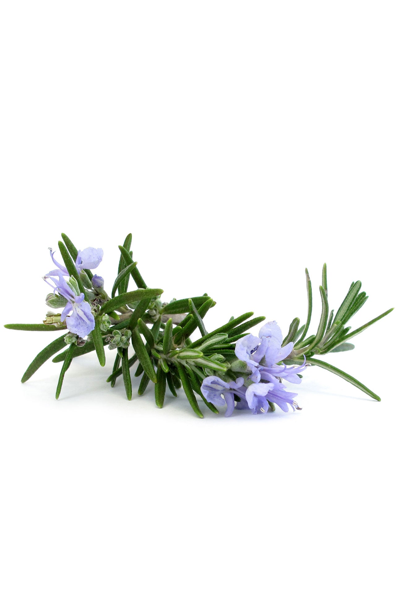 dōTERRA Rosemary