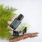 dōTERRA Cypress