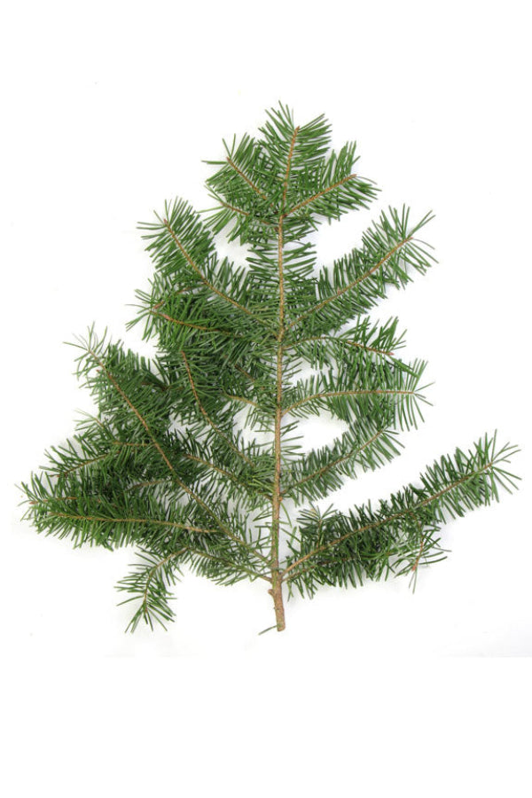 dōTERRA Douglas Fir