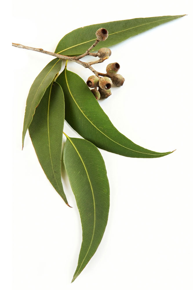 dōTERRA Eucalyptus