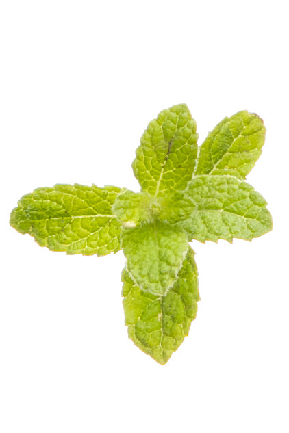 dōTERRA Peppermint