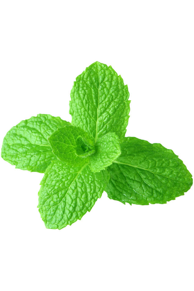 dōTERRA Spearmint