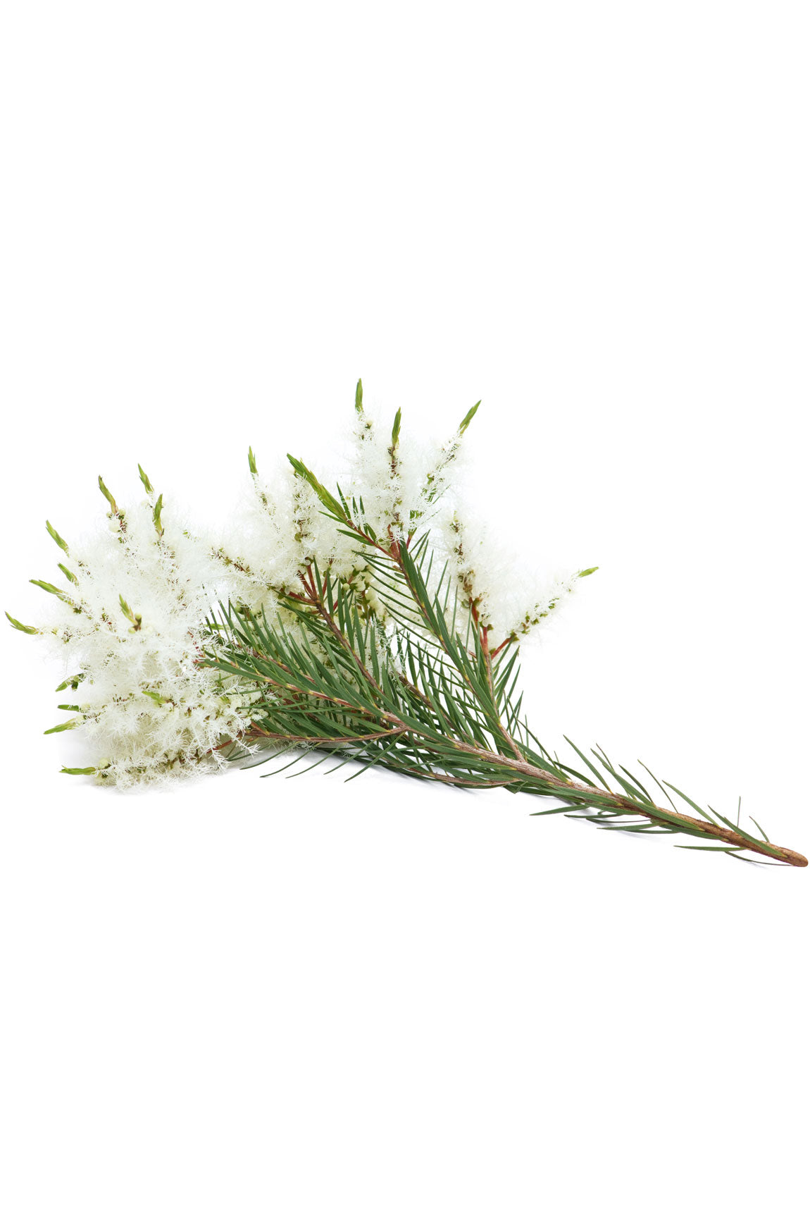 dōTERRA Tea Tree